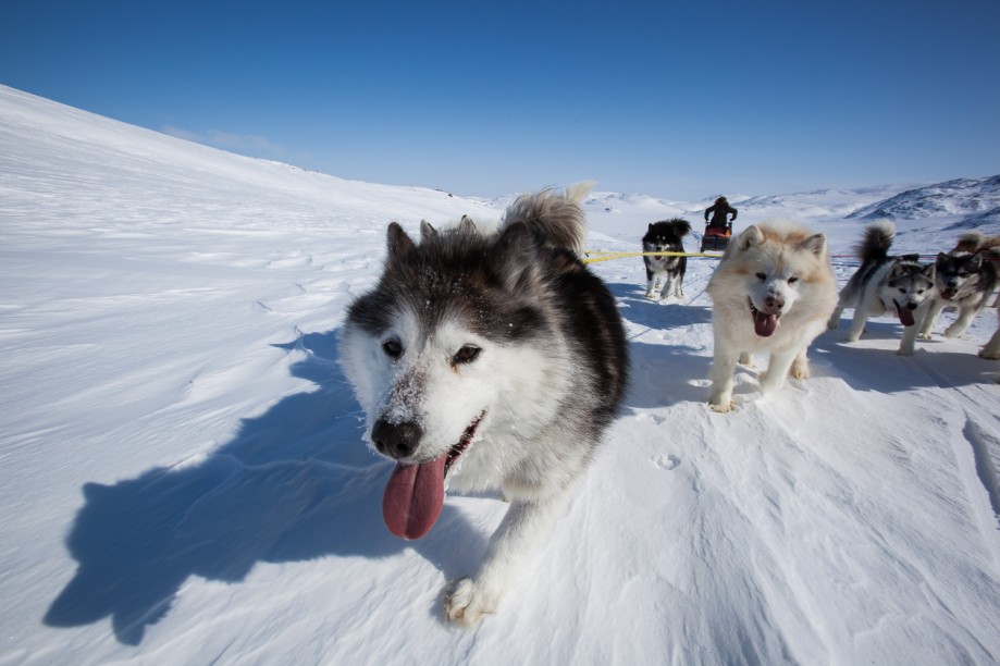 Dog Sled the Meta Incognita Peninsula