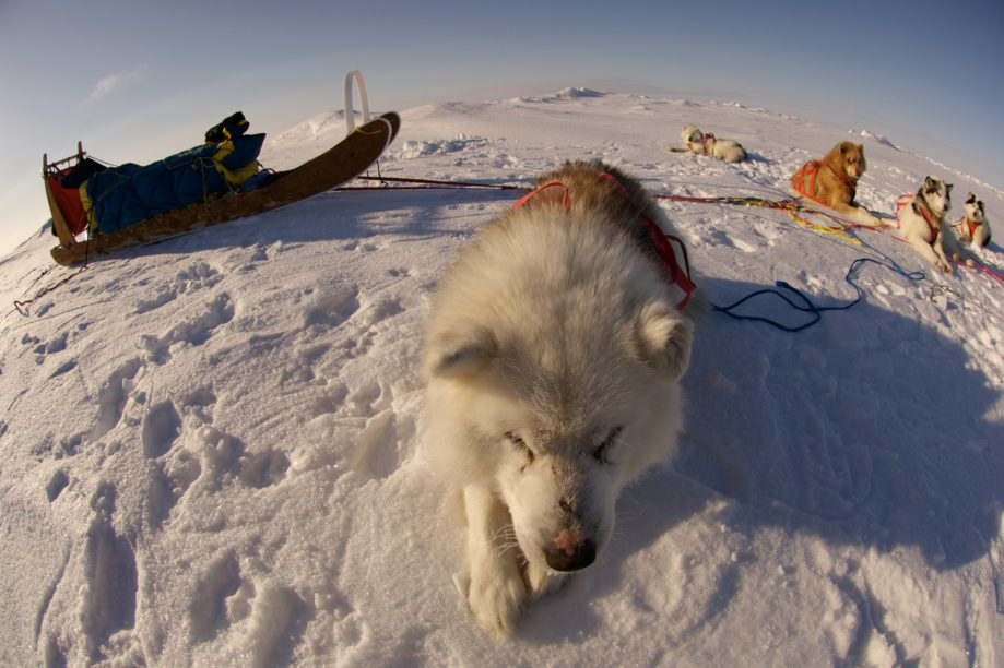 Speed record to the North Pole, dog sledding